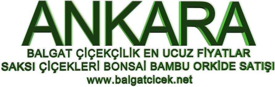 �i�ek�iler Ankara balgat