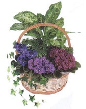 Ankara Balgat Etimesgut �i�ek�i firma �r�n�m�z kar���k saks� �i�e�i i� mekan bitkileri s�s bitkisi