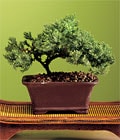 �zel ve etkilemek isteyenler i�in bonsai bitkisi minyat�r a�a�