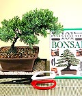 Ankara Balgat Etimesgut �i�ek�i firma �r�n�m�z Bonsai k���k japon a�ac� i� mekan s�s bitkisi