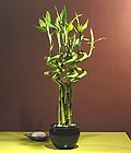 Ankara Balgat �i�ek g�nder firmas� �ahane �r�n�m�z Lucky Bamboo �ans mele�i �i�e�i bambu �i�e�i