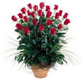 Ankara Balgat �entepe �i�ek�i firma �r�n�m�z E�siz ve harukulade g�ller Ankara �i�ek g�nder firmas� �ahane �r�n�m�z 