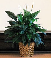 Ankara Balgat �i�ek g�nderme firmam�zdan size �zel Spathiphyllum saks� �i�e�i i� mekan bitkileri s�s bitkisi