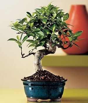 Ostim ve Ankara i�in g�rsel bir tanzim Minyat�r Bonsai saks� �i�e�i