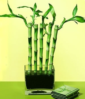 Ankara Balgat Ostim �i�ek g�nderimi firmas� �r�n�m�z  Lucky Bamboo �ans mele�i �i�e�i bambu �i�e�i