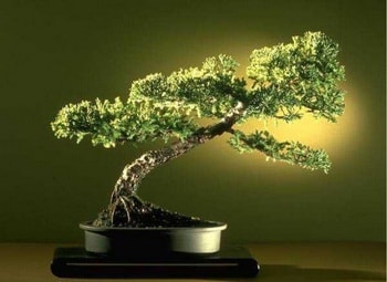 Ankara Balgat Yenimahalle �i�ek�i firma �r�n�m�z Bonsai k���k japon a�ac� i� mekan s�s bitkisi
