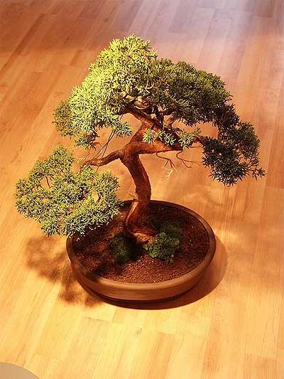 Ankara Balgat Ba�lum �i�ek�i firma �r�n�m�z Bonsai k���k japon a�ac� i� mekan s�s bitkisi