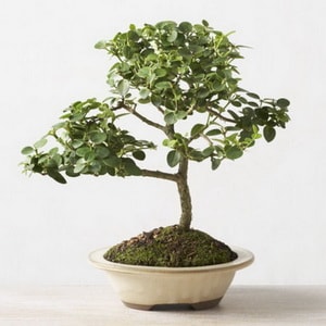 Ankara Balgat �entepe �i�ek�i firma �r�n�m�z Bonsai k���k japon a�ac� i� mekan s�s bitkisi