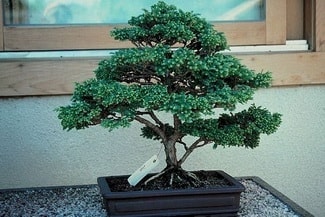 Ankara Balgat Demetevler �i�ek�i firma �r�n�m�z Bonsai k���k japon a�ac� i� mekan s�s bitkisi