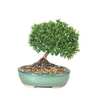 Ankara Balgat �ankaya �i�ek�i firma �r�n�m�z Bonsai k���k japon a�ac� i� mekan s�s bitkisi
