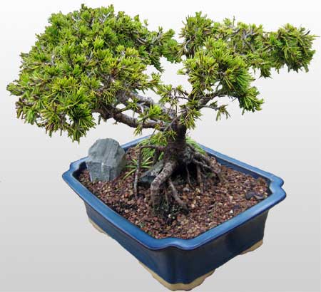 Ankara Balgat �i�ek�i firmam�zdan Bonsai k���k japon a�ac� i� mekan s�s bitkisi