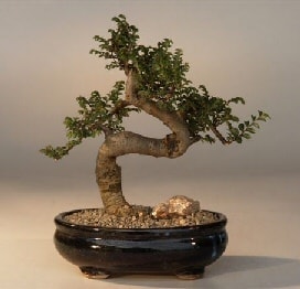 Bonsai k���k japon a�ac� i� mekan s�s bitkisi Ankara ostim �i�ek�ilik firmas� �r�n�m�z 