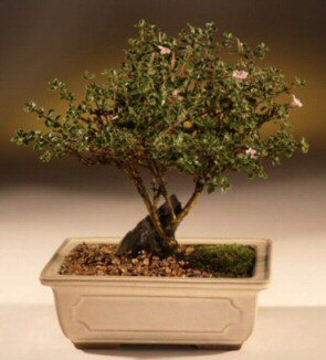 Bonsai k���k japon a�ac� i� mekan s�s bitkisi Ankara Ostim �i�ek g�nder en �ok sat�lan �r�n�m�z 