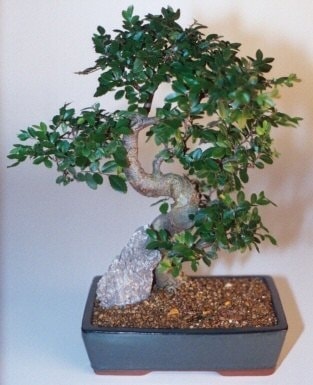 Bonsai k���k japon a�ac� i� mekan s�s bitkisi Ankara Ostim �i�ek firmas�ndan 