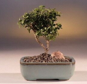 Bonsai k���k japon a�ac� i� mekan s�s bitkisi Ankara �i�ek�ilik g�rsel �r�n modeli  