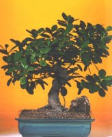Bonsai k���k japon a�ac� i� mekan s�s bitkisi Ankara �i�ek�i yolla d�kkan�m�zdan 