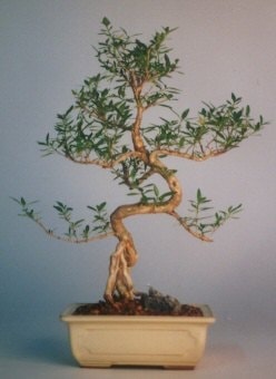 Bonsai k���k japon a�ac� i� mekan s�s bitkisi Ankara �i�ek�i d�kkan�m�zdan 