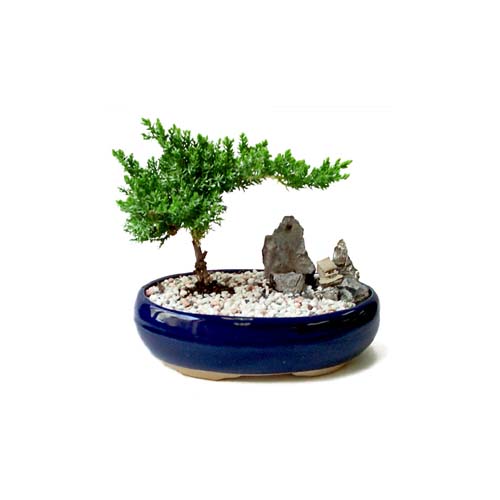 Bonsai k���k japon a�ac� i� mekan s�s bitkisi �zel bir tanzim isteyenler i�in  