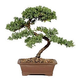 Bonsai k���k japon a�ac� i� mekan s�s bitkisi G�rsel ve farkl� bir �i�ek isteyenler i�in 