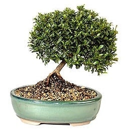 Bonsai k���k japon a�ac� i� mekan s�s bitkisi Ankara Sincan �i�ek�i firma �r�n�m�z 