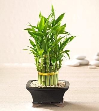Ankara Balgat de farkl� bir �i�ek firmas� �r�n�  Lucky Bamboo �ans mele�i �i�e�i bambu �i�e�i