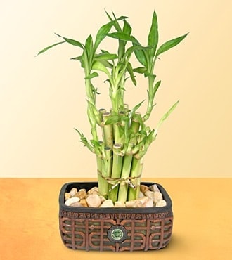 Ankara Balgat �i�ek sipari�i sitemizin g�rsel �r�n� Lucky Bamboo �ans mele�i �i�e�i bambu �i�e�i