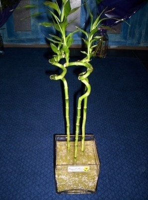 Ankara Balgat �i�ek g�nder firmam�zdan g�rsel �r�n Lucky Bamboo �ans mele�i �i�e�i bambu �i�e�i