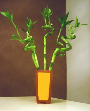 Sizlere �zel farkl� bir tanzim modeli Lucky Bamboo �ans mele�i �i�e�i bambu �i�e�i