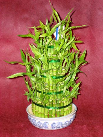 Ankara Balgat �i�ek g�nderme firmam�zdan size �zel Lucky Bamboo �ans mele�i �i�e�i bambu �i�e�i