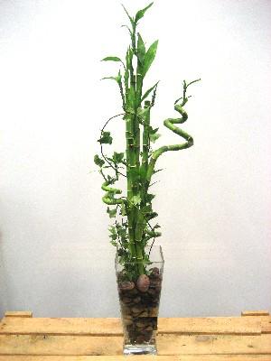 Ankara Balgat �i�ek yolla d�kkan�m�zdan Lucky Bamboo �ans mele�i �i�e�i bambu �i�e�i