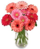 vazo i�erisinde 15 adet gerbera �i�e�i Ankara �i�ek sipari�i sitesi
