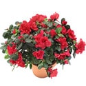 Ankara Balgat de farkl� bir �i�ek firmas� �r�n� A�elya saks� �i�e�i i� mekan bitkileri s�s bitkisi